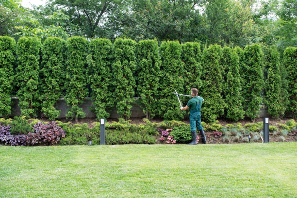 Best Arborist Consultation Services  in Belpre, OH